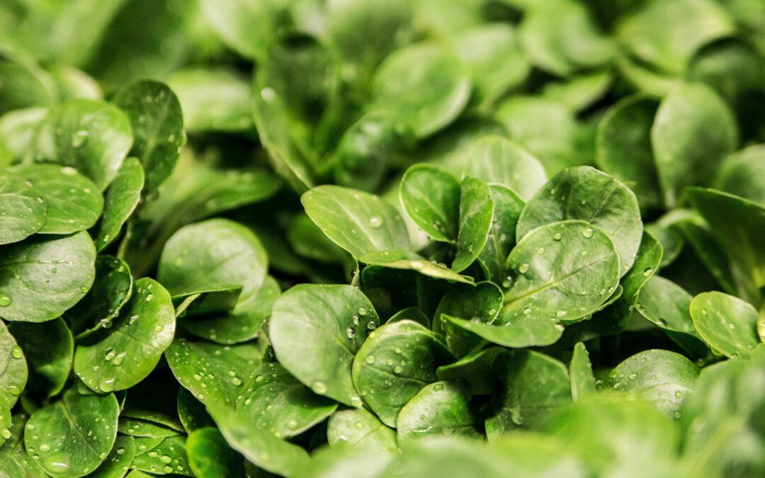 Pakai Perekat Untuk Mendapatkan Manfaat Pestisida Secara Maksimal